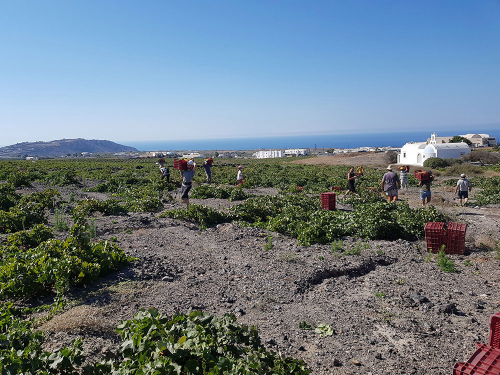 harvesting santorini wine museum koutsoyannopoulos